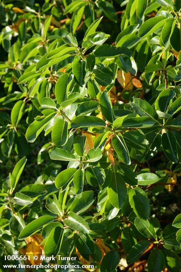Pacific Madrone foliage