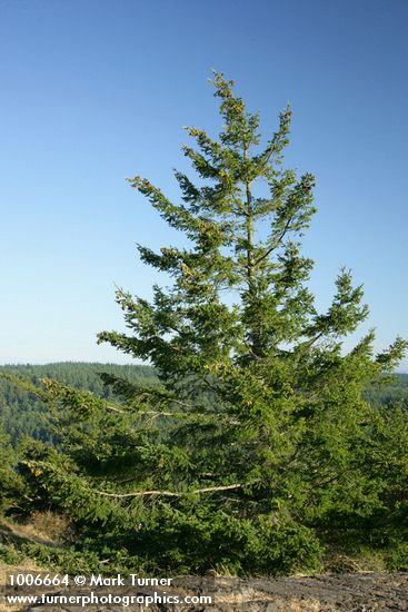 Douglas-fir