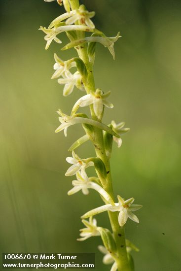 Royal Rein Orchid blossoms