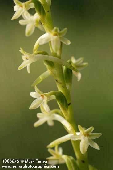 Royal Rein Orchid blossoms detail