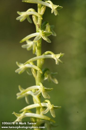 Royal Rein Orchid blossoms