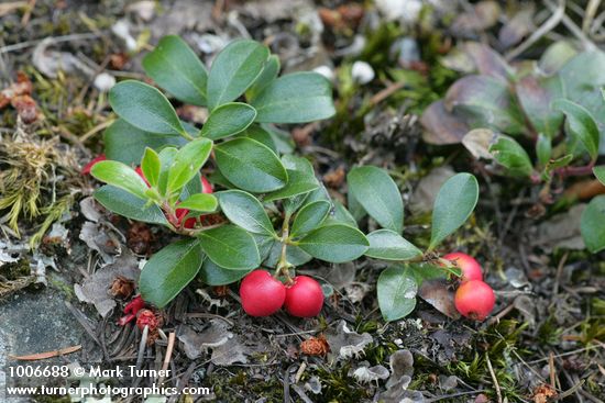 Kinnickinnick fruit & foliage detail