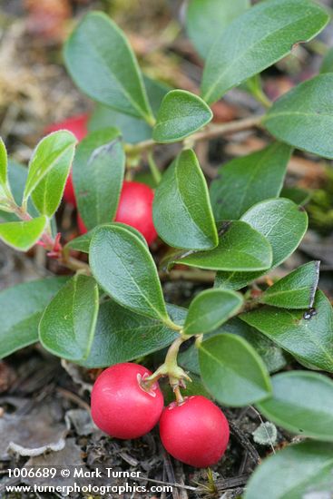 Kinnickinnick fruit & foliage detail