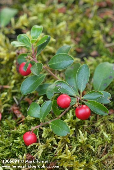 Kinnickinnick fruit & foliage detail among moss
