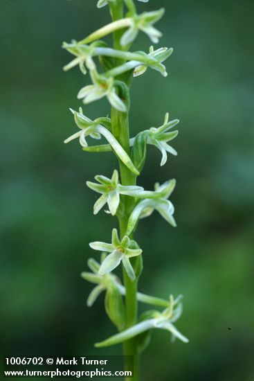 Royal Rein Orchid blossoms detail