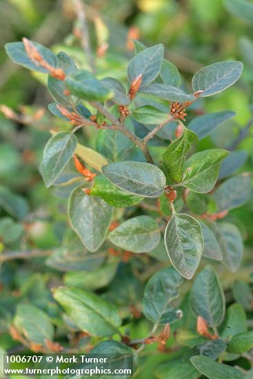 Russet Buffaloberry foliage detail