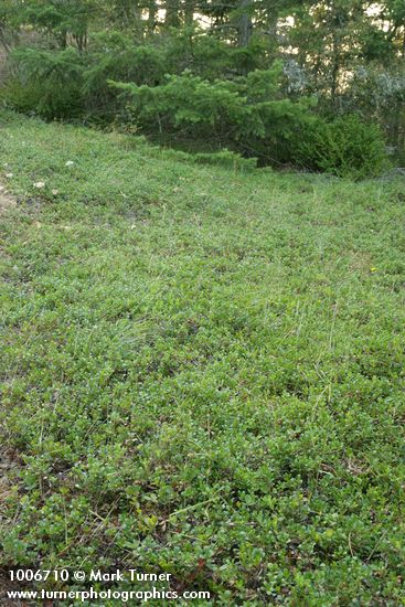 Kinnickinnick as natural groundcover