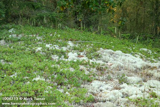 Kinnickinnick as natural groundcover w/ lichens