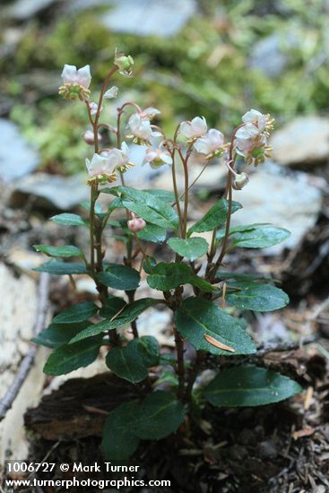 Menzies' Pipsissewa
