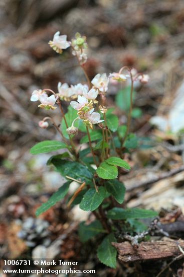 Menzies' Pipsissewa