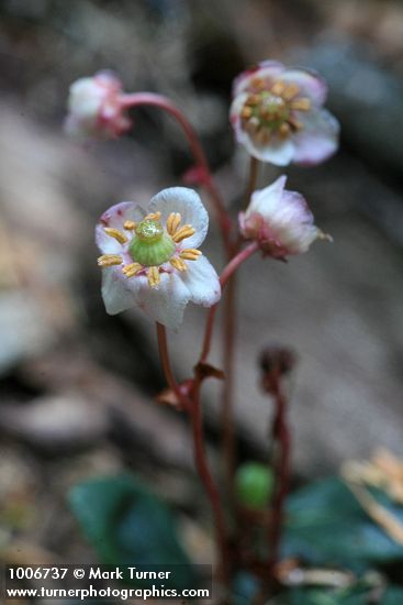 Menzies' Pipsissewa blossom detail
