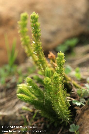 Alpine Fir-moss (Pacific Clubmoss)