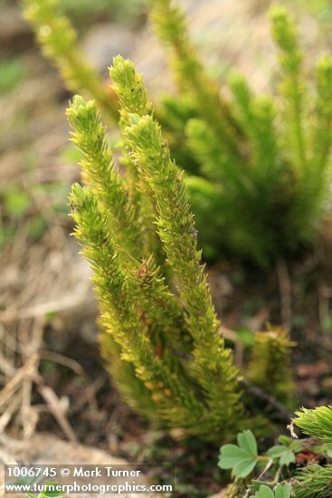 Alpine Fir-moss (Pacific Clubmoss)