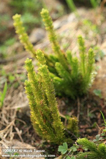 Alpine Fir-moss (Pacific Clubmoss)