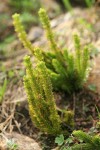 Alpine Fir-moss (Pacific Clubmoss)