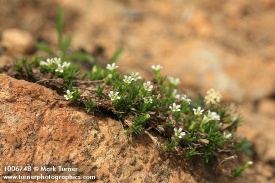 Alpine Sandwort