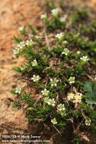 Alpine Sandwort