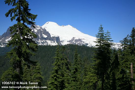 Mount Baker framed by Mountain Hemlocks