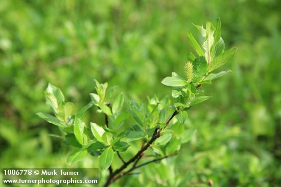 Barclay's Willow (female)