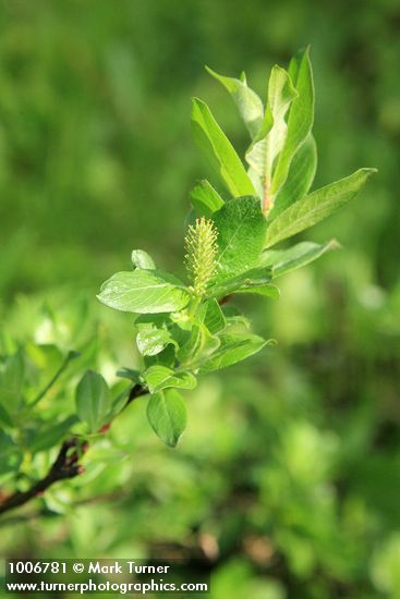 Barclay's Willow foliage & female ament