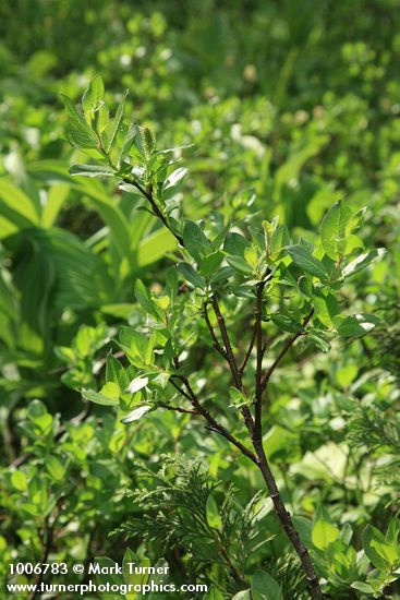 Barclay's Willow (female)