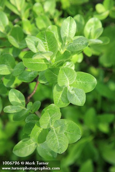 Grayleaf Willow foliage