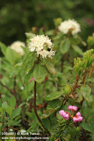 Western Labrador Tea