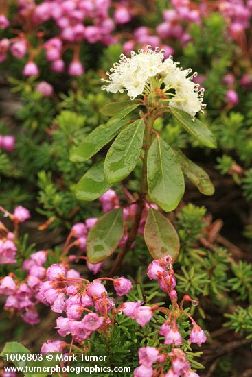 Western Labrador Tea surrounded by Pink Heather