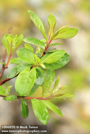 Barclay's Willow foliage