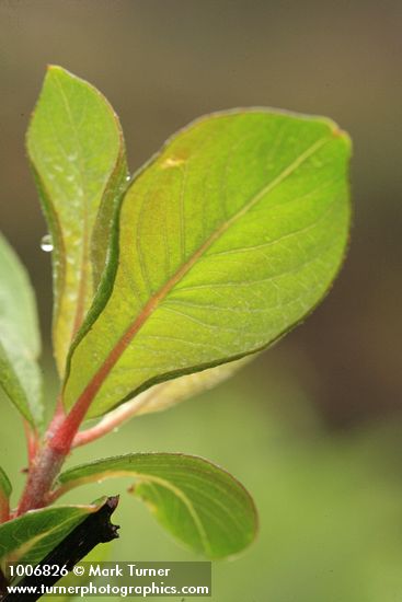 Barclay's Willow leaf reverse backlit