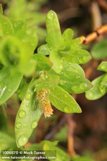 Cascade Willow male ament & foliage