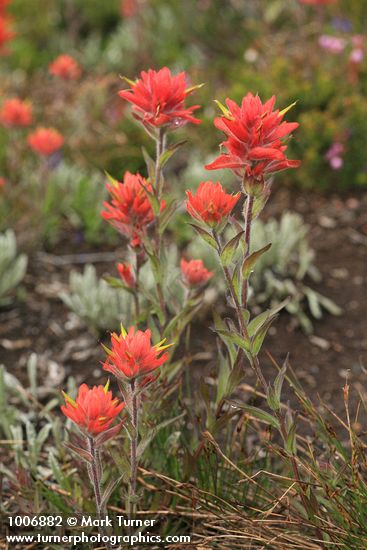 Giant Red Paintbrush