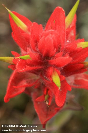 Giant Red Paintbrush bracts & blossoms detail