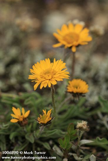 Alpine Gold Daisies