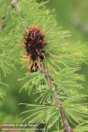 Subalpine Larch young cone & foliage detail