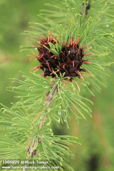 Subalpine Larch young cone & foliage detail