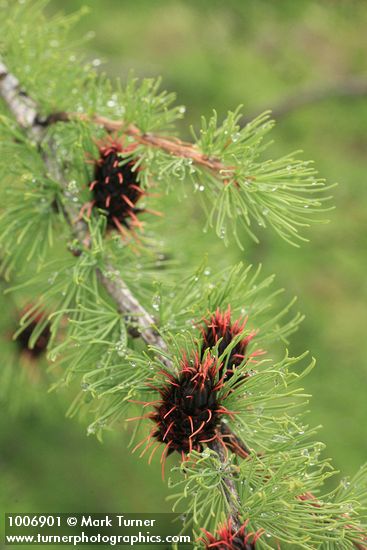 Subalpine Larch young cones & foliage detail