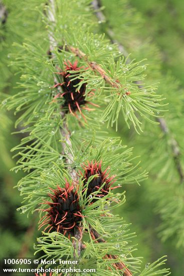 Subalpine Larch young cones & foliage detail