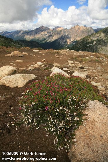 White & Pink Heathers w/ mountain ridge bkgnd