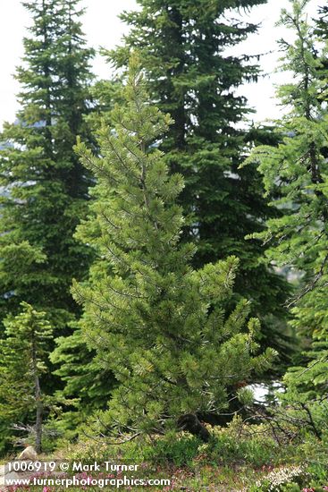 Whitebark Pine
