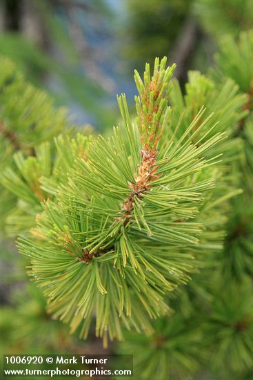 Whitebark Pine foliage