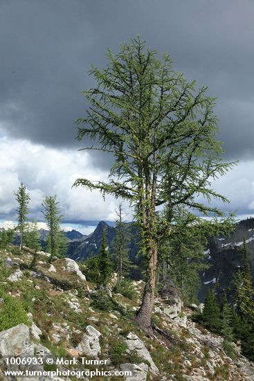 Subalpine Larch