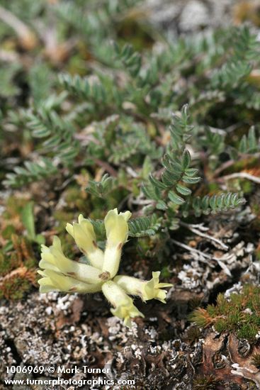 Cusick's Locoweed
