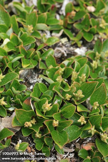 Snow Willow (female)