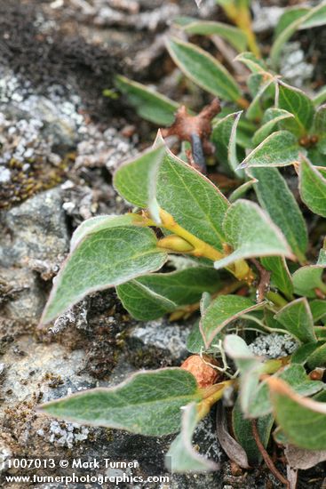 Cascade Willow foliage & stem detail