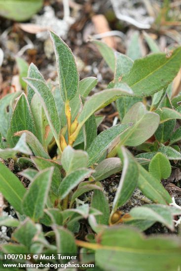 Cascade Willow foliage & stem detail