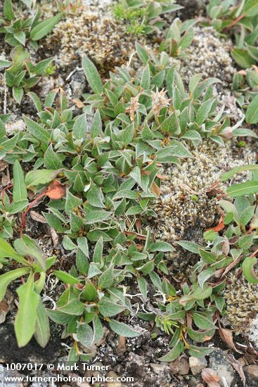 Cascade Willow (female)