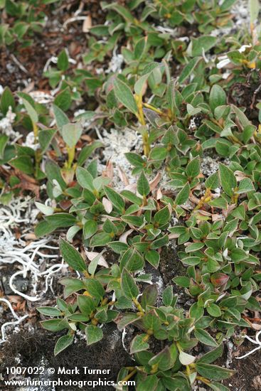 Cascade Willow foliage