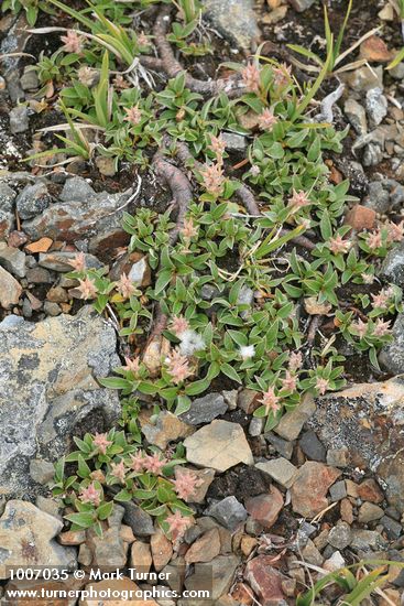 Cascade Willow (female)