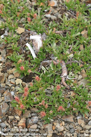 Cascade Willow (female)